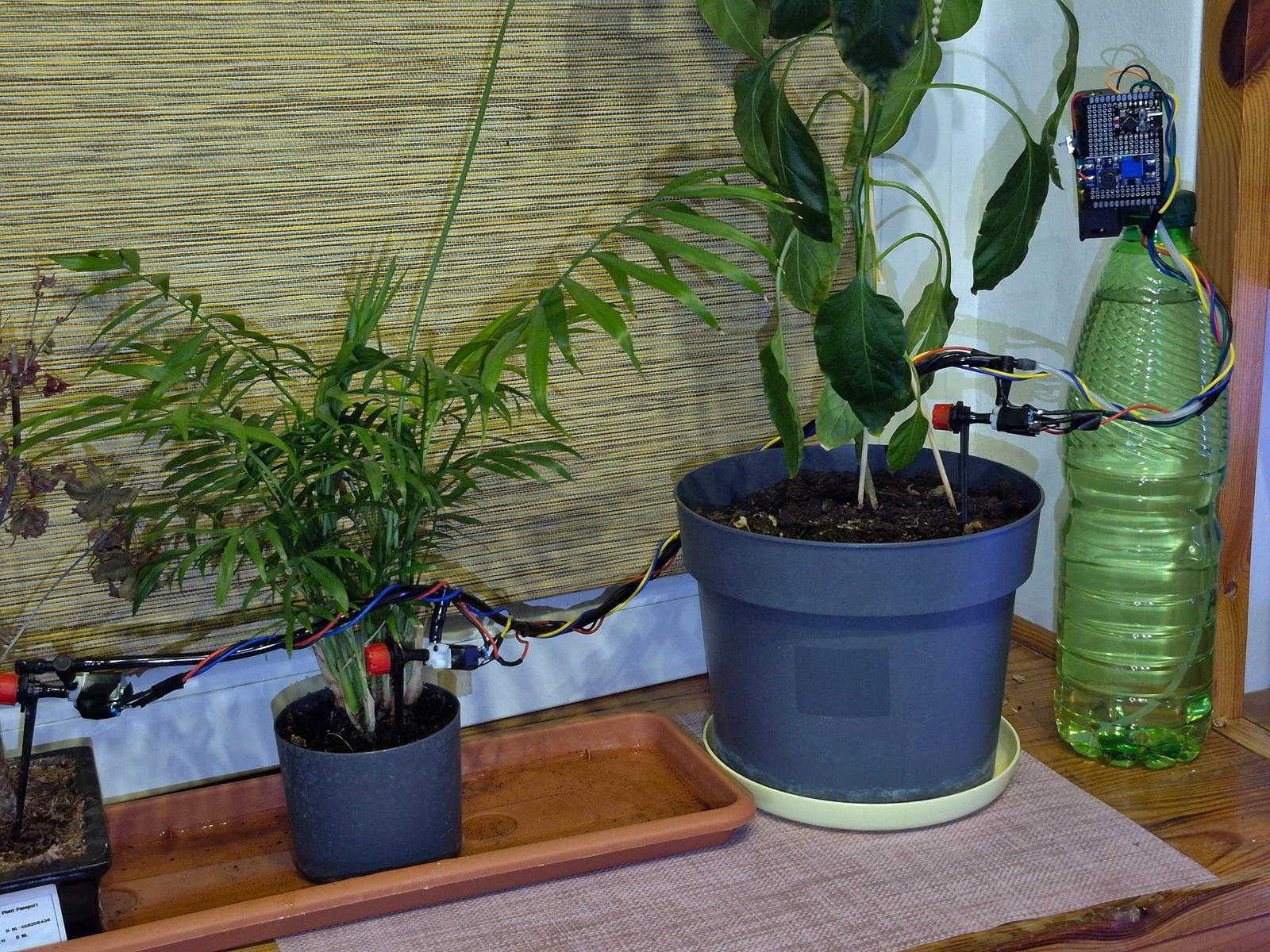 Automatic watering setup with a pump, valves and three plants