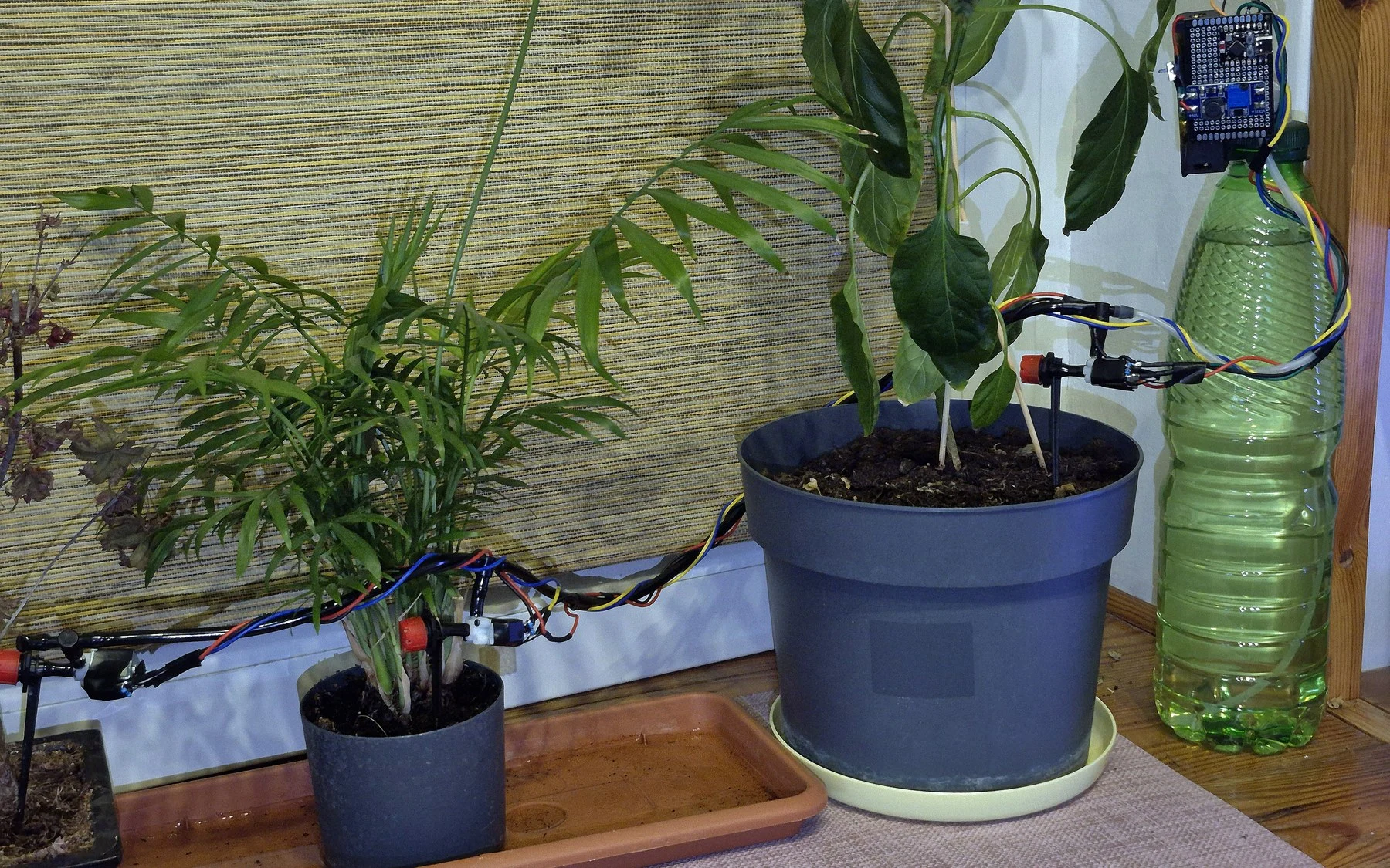 Stanowisko testowe PlantFlow z roślinami, czujnikami i modułem sterującym